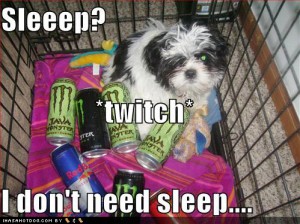 loldogs-cute-puppy-pictures-sleeptwitch